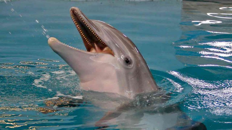 Dolphin, star of 'Dolphin Tale,' dies in Florida